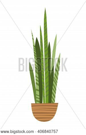Green Sansevieria In A Pot In Flat Style Hand Drawn On A White Background Isolated. Household Indoor