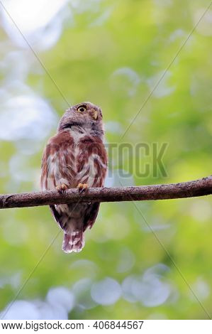 Least Pygmy-owl (glaucidium Minutissimum) Perched On A Log. Rare Endemic Bird Of South America
