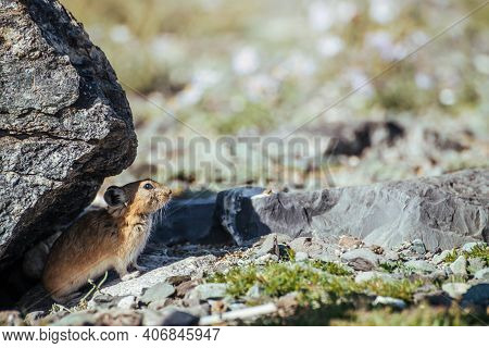 Beautiful Little Pika Rodent Hiding From Heat Under Stone In Shade. Small Pika Rodent Hide From Sun 