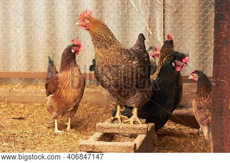 Brown Chickens On A Farm In Nature. Chickens On A Free-range Farm. Chickens Walk In The Yard Of The 