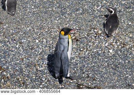 King Penguin On Martillo Island Beach, Ushuaia