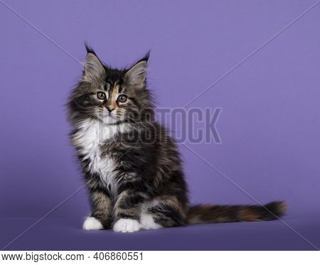 Adorable Fluffy Tortie Maine Coon Cat Kitten, Sitting Up Side Ways. Looking Straigth To Camera. Isol