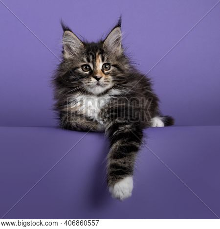 Adorable Fluffy Tortie Maine Coon Cat Kitten, Layign Down With One Front Paw Hanging Relaxed Down Fr