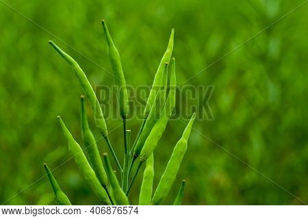 Bunce Of Mustard Seed With The Trees And The Mustard Plant Is A Species From Genera Brassica