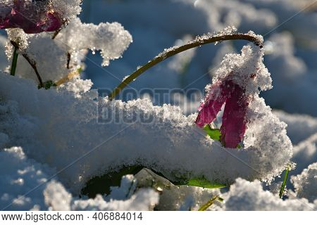 Russia. Mountain Altai. Spring Kandyk Siberian, Covered With The Last Snow In The Sun.