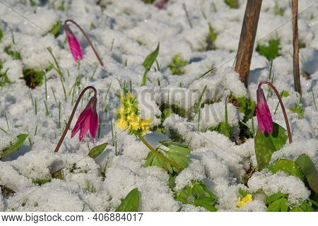 Russia. Mountain Altai. Spring Kandyk Siberian, Covered With The Last Snow In The Sun.