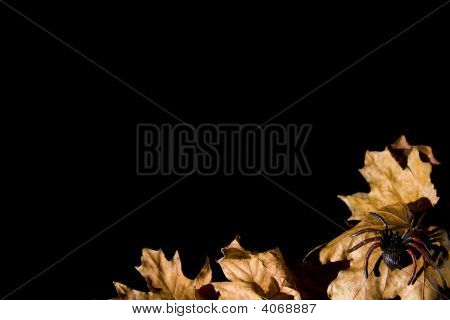 Halloween-Serie auf schwarz