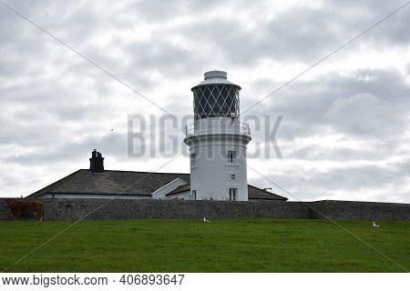 St Bees Lighthouse With A Small Herd Of Cows Grazing.