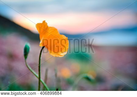 Mountain Flower Poppy, At Dawn, Issykkul Region.