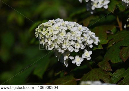 Oakleaf Hydrangea (hydrangea Quercifolia 'snow Flake' ) Is A Hidrangeaceae Deciduous Shrub With Brig