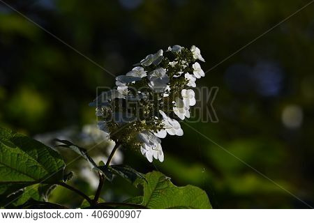 Oakleaf Hydrangea (hydrangea Quercifolia 'snow Flake' ) Is A Hidrangeaceae Deciduous Shrub With Brig