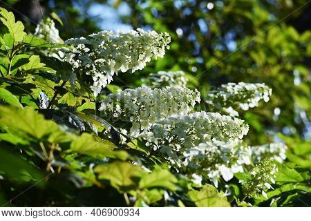 Oakleaf Hydrangea (hydrangea Quercifolia 'snow Flake' ) Is A Hidrangeaceae Deciduous Shrub With Brig