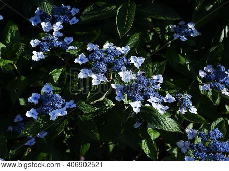 Hydrangea Is A Hydrangeaceae Deciduous Shrub That Produces White, Blue, Purple Or Red Flowers With A