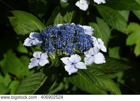 Hydrangea Is A Hydrangeaceae Deciduous Shrub That Produces White, Blue, Purple Or Red Flowers With A