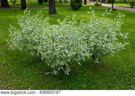 In The City Garden, An Ornamental Shrub Of The White Derena Elegantissima Or Cornus Alba. Soft And S
