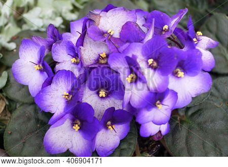 Close Up Of Beautiful Flowers Of African-violet 'maxi Besar Blue White'