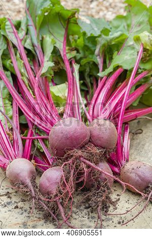 Beetroots, Beetroot Boltardy, Table Beet Or Garden Beet And Beet Greens Outdoors After Harvesting, U