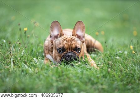 Young French Bulldog Lying On Green Grass Lawn At Sunner. Portrait Of Pet Dog At Nature.