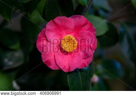 Camellia Japonica - Ashiya Camelia Single Flower On A Tree