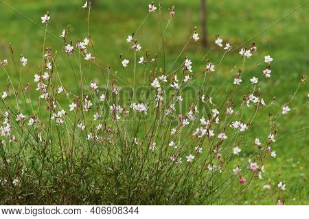 Bee Blossom (gaura) Is An Onagraceae Perennial Plant, A Long-blooming Flower From May To November.