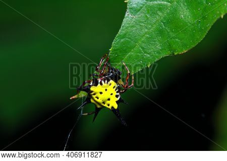 Gasteracantha Hasselti In The National Park Forests Of Thailand