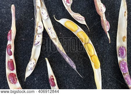 High Angle Shot Of Opened Kidney Beans Pod, Group Of Opened Colorful Kidney Beans Pod With Black Bac