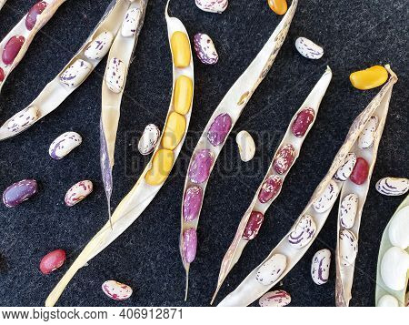 Group Of Opened Colorful Kidney Beans Pod With Black Background, High Angle View Of Opened Kidney Be
