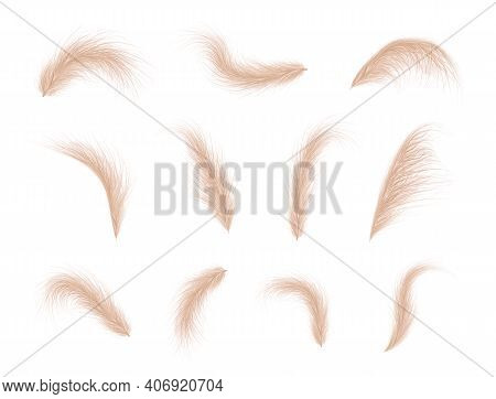 Pampas Grass Collection. Floral Ornament Elements In Boho Style. Vector Illustration Isolated On Whi