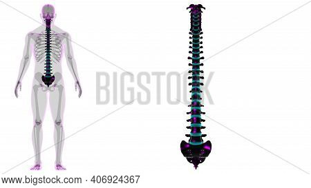 Human Skeleton Vertebral Column Vertebrae Anatomy