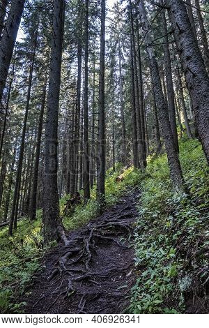 Foopath In Coniferous Forest, Low Tatras Mountains, Slovak Republic. Hiking Theme. Seasonal Natural 