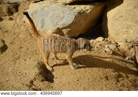 Meerkat (surikate), Zoo Of Frankfurt Am Main, Germany