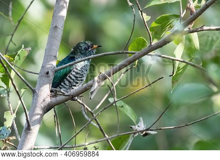 Male Asian Emerald Cuckoo Perching On The Branch , Thailand