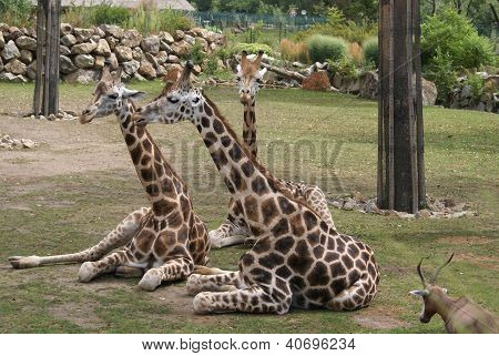 Jardim zoológico de Praga