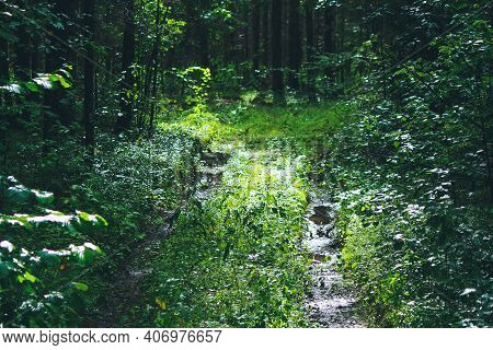 Forest Road Flooded With Sunlight On A Summer Day