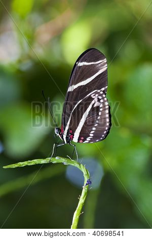 Zebra Longwing motýl