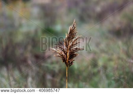 Dry Spike. One Brown Beige Dry Grass Reed Close-up On Natural Blurred Background. Aesthetic Natural 