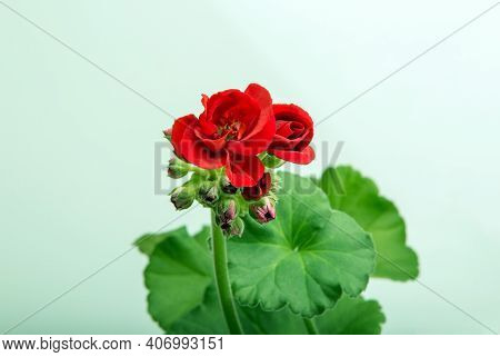 Image Of Indoor Flower Geranium Pelargonium Bloomed With Red Flowers
