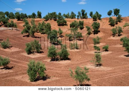 スペイン、アンダルシアでのオリーブの木