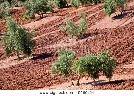 スペイン、アンダルシアのオリーブの木