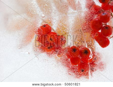 Icy Plants