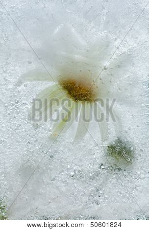 Icy Plants