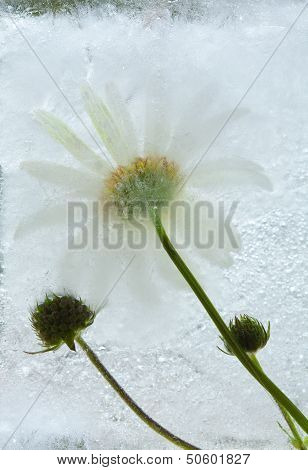 Icy Plants