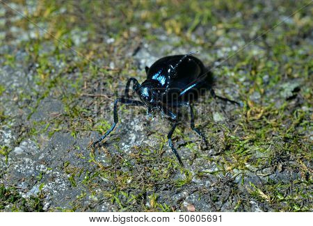 Beetle (meloe Sp. Violatus)