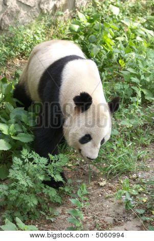 Giant Panda