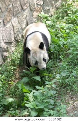 Giant Panda