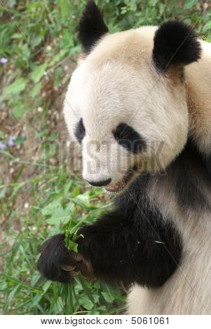 Giant Panda