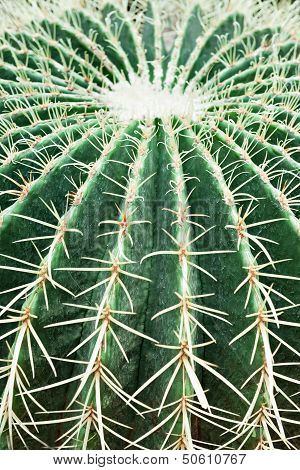 Golden Barrel Cactus