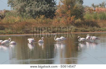 Pink Flamingos Family Cools In The Middle Of The Swamp Water 1