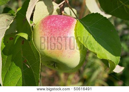 Red Apple