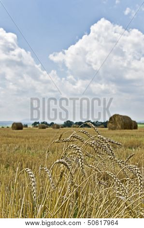 Wheat